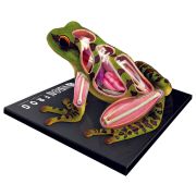 Animal Anatomy: Frog